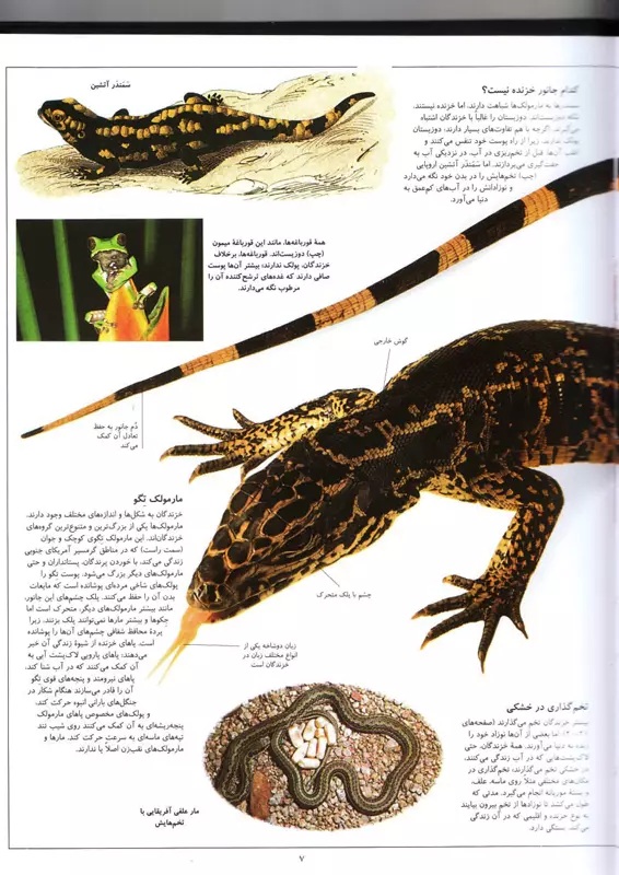 خزندگان - شاهد عینی- کتاب / نردبان